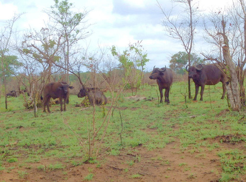 Cape Buffalo.